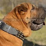 Fancy Dog Collars for Shar Pei Dogs Trendy Style