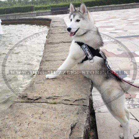 The Best No Pull Dog Harness for Husky Walking and Training
