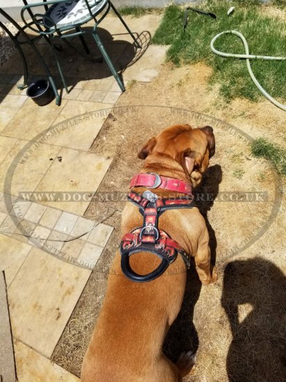Handmade Dog Harness "Flame" | Luxury Dog Harness UK Painted