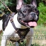 Gorgeous French Bulldog Harness Leather Design