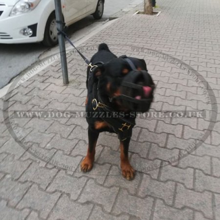 Leather Dog Muzzle UK for Large Dog Breeds Like Rottweiler