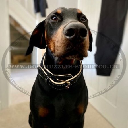 Luxury Leather Dog Collar | Large Dog Collar of Exclusive Design