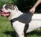 American Bulldog Training Harness | Dog Nylon Harness UK