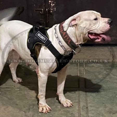 American Bulldog Training Harness | Dog Nylon Harness UK
