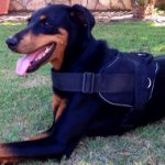 Doberman Harness UK Bestseller | Nylon Dog Harness for Doberman