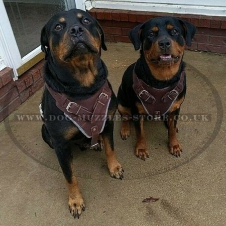 Agitation Training Padded Leather Dog Harness UK Pro Design