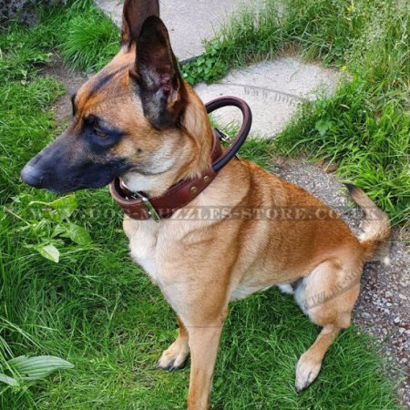 Super Strong Dog Collar with Handle for the Best Control