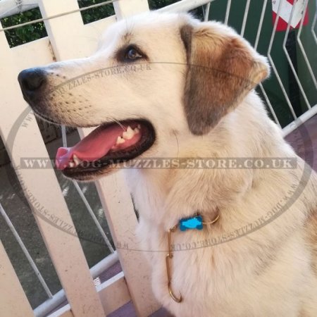 Dog Obedience Training Fur Saver Collars, Brass Long Links