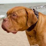 Dogue De Bordeaux Collar Wide Leather | Extra Wide Dog Collar UK