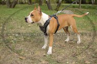 Best Walking Harness For Staffy With Nickel-Plated Spikes