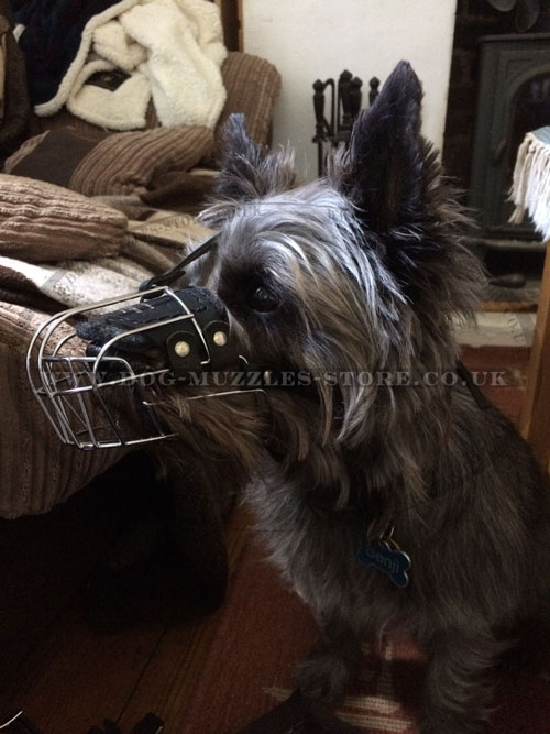 best dog muzzle for Cairn Terrier