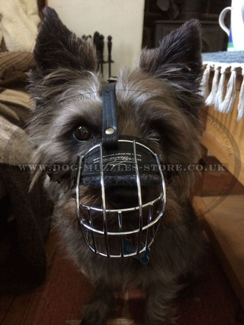 buy wire muzzle for Cairn Terrier