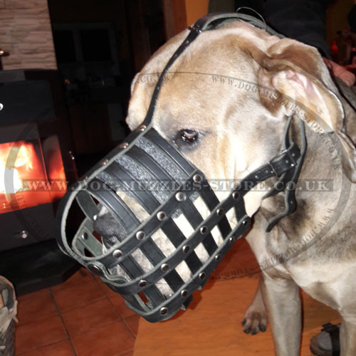 Great Dane leather dog muzzle UK