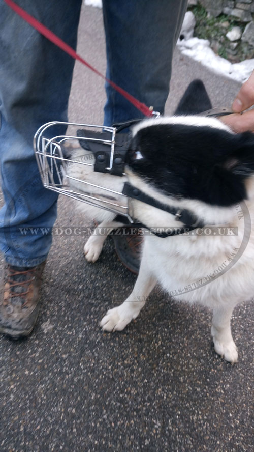 best dog muzzle for Karelian Bear Dog