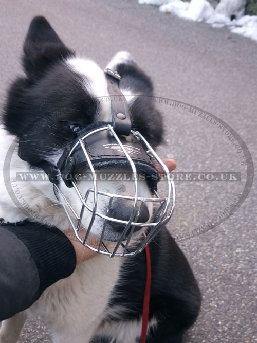 buy dog wire muzzle for Karelian Bear Dog online