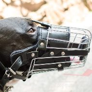 Amstaff Dog Muzzle Size with Leather Padded Basket