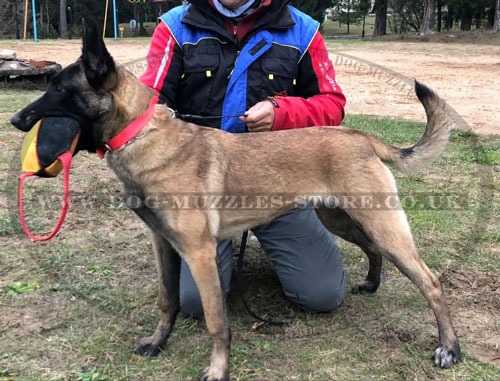 get Training Toy for Malinois for sale