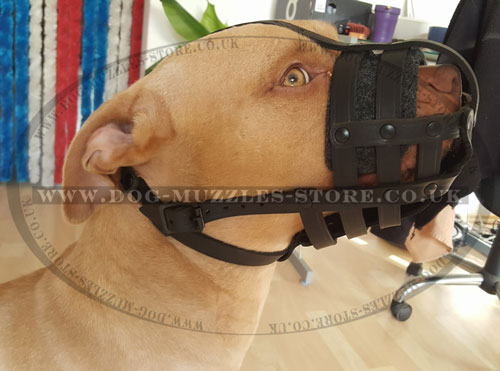 buy breathable dog muzzle for Pitbull online UK