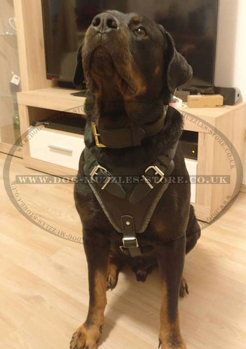 leather dog harness for Rottweiler