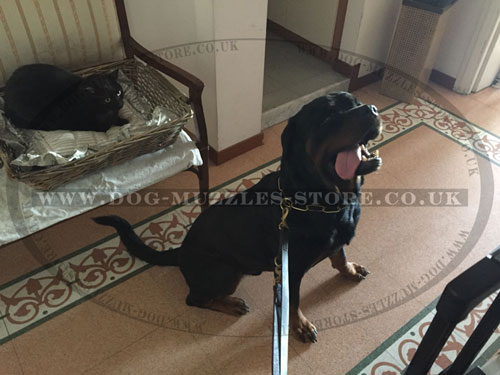 leather dog lead for Rottweiler