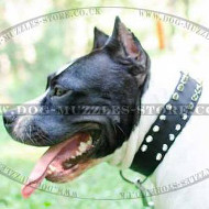 Staffie Collar Spiked 2 Ply Nylon | Nylon Dog Collar for Staffie