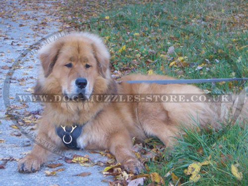 leather dog harness buy for Tibetan Mastiff