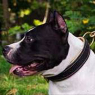 American Staffordshire Terrier Collar | Padded Dog Collars UK