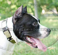American Staffordshire Terrier Best Dog Collars UK