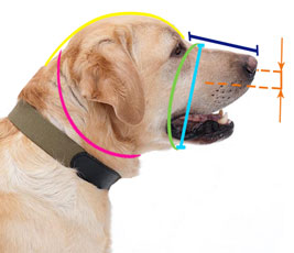 How to measure a dog for a muzzle