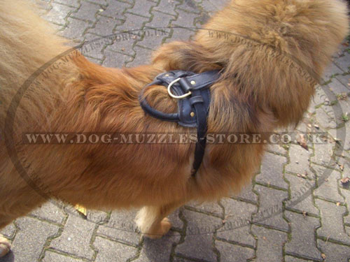 Large Leather Dog Harness with Handle for Tibetian Mastiff