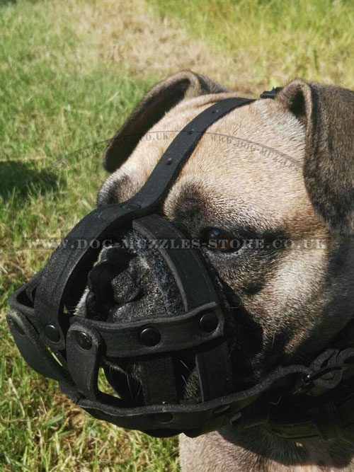 buy french bulldog muzzle online