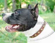 Designer Dog Collar for Amstaff Dog Breed | Studded Dog Collar