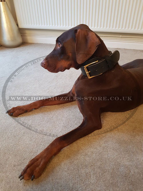 large dog collar for Doberman