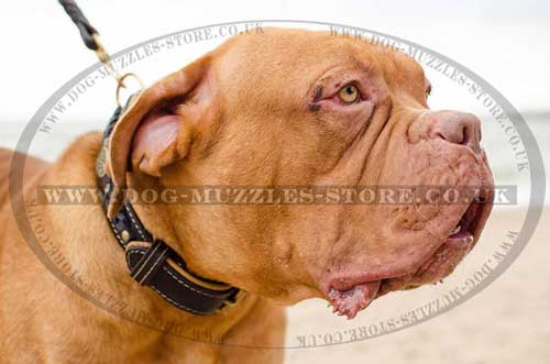 Dogue De Bordeaux Royal Dog Collar