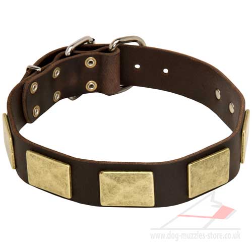 Luxury dog collar with brass plates
