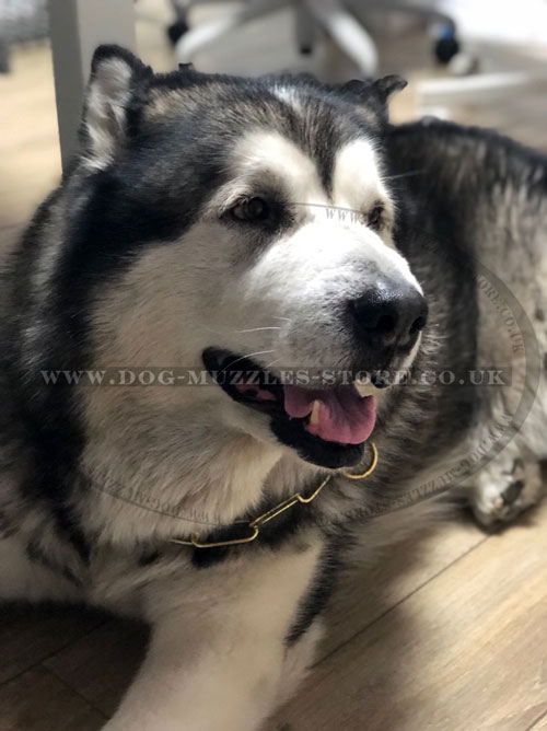 Brass Fur Saver Dog Collar for Malamute
