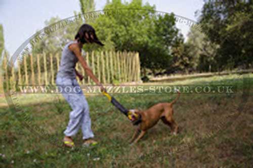 tug of war dog training