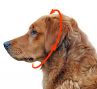 How to choose dog choke collar size