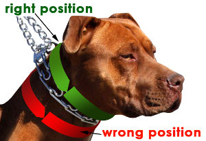 how to use a dog prong collar