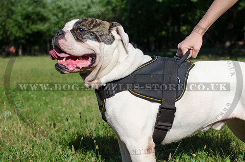 american bulldog training harness