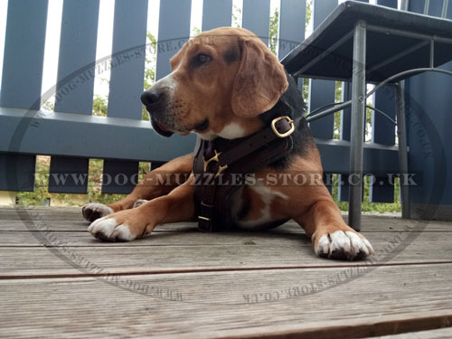 Beagle leather dog harness