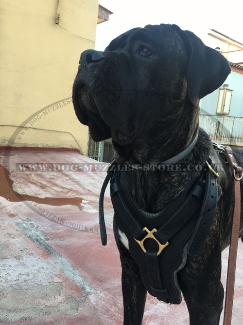 Large Dog Harness for Mastiff Breeds