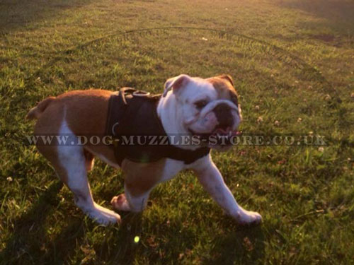 Best Nylon Dog Harness for English Bulldog