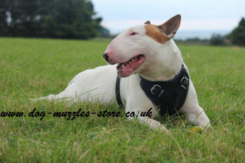 British Bull Terrier harness