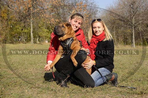 leather dog harness for shar pei