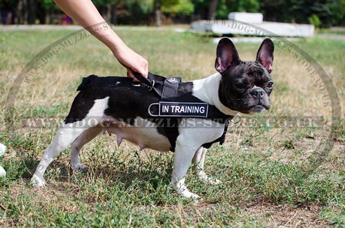 Non Pull Dog Harness for French Bulldog