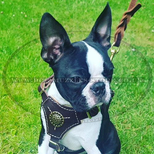 Leather Dog Harness for Boston Terrier