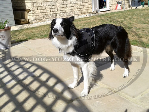 Nylon Dog Harness for Collie