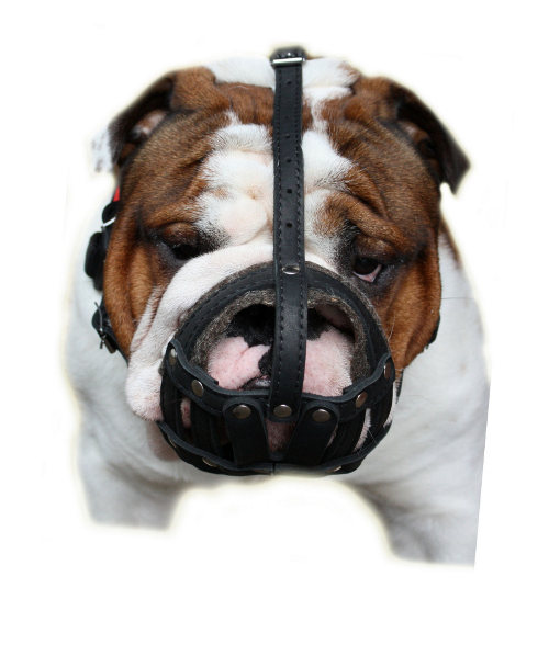 English Bulldog Muzzle Size