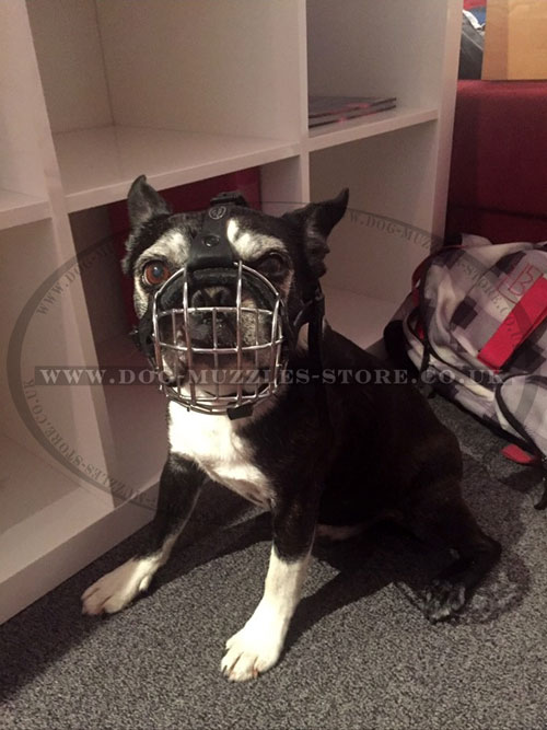 Flat Face Dog Muzzle for Boston Terrier